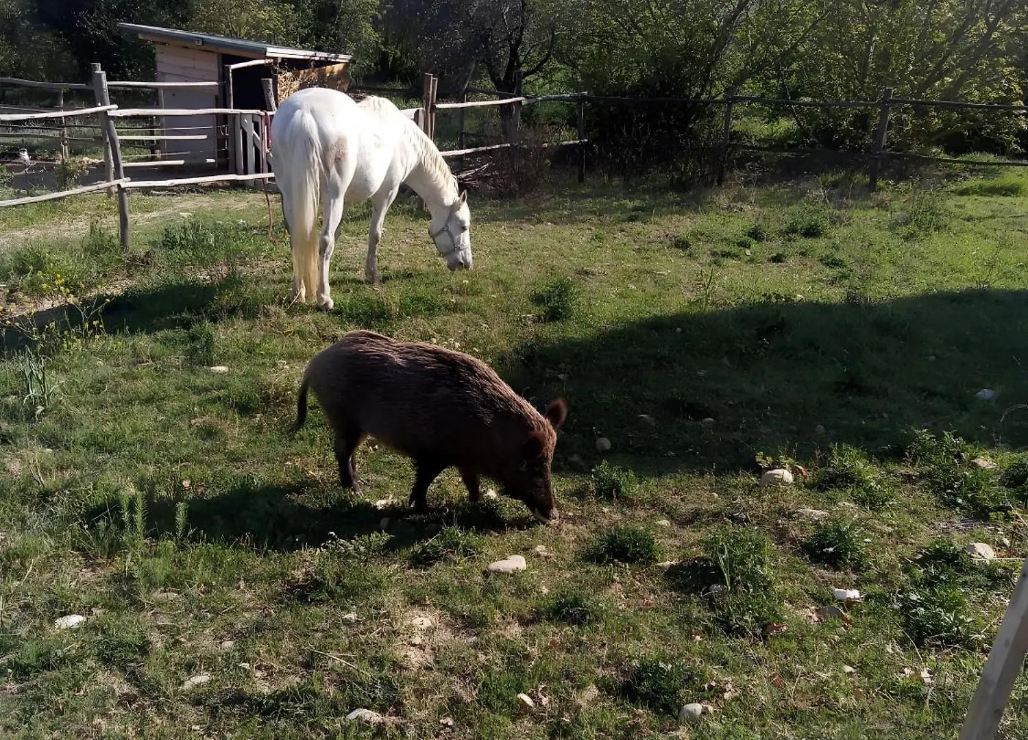La Tana Del Porcospino Villa Montespertoli